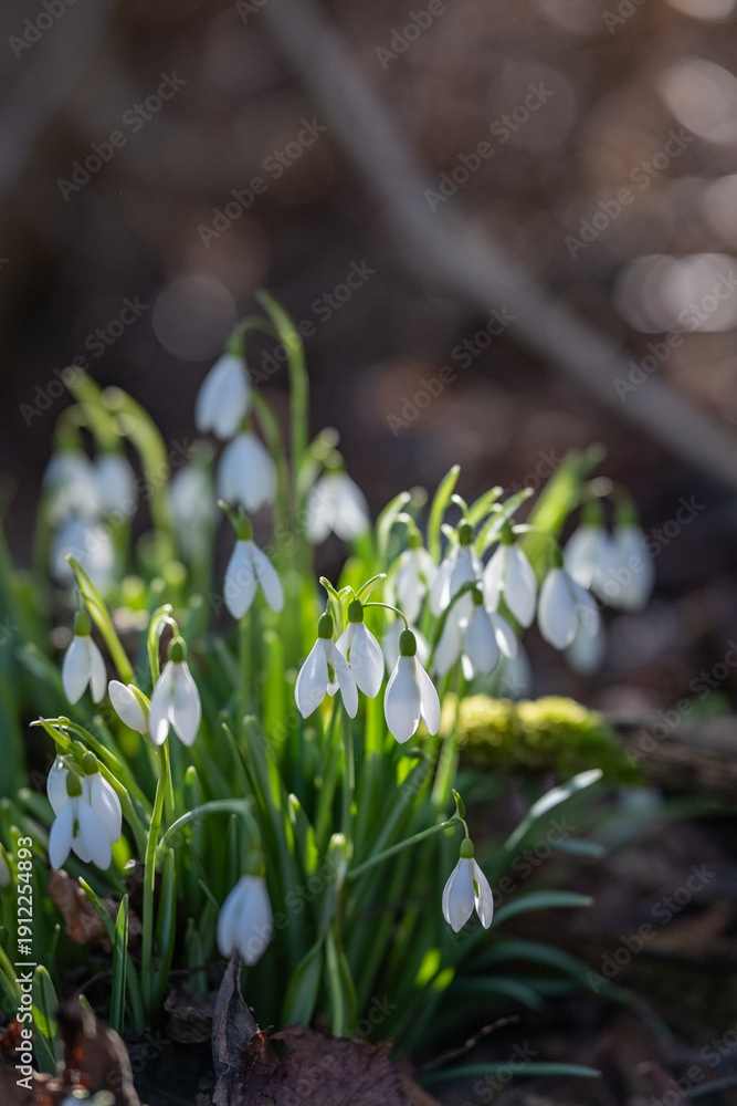 Obraz premium Snowdrop Group In Peaceful Forest Setting, Tranquil Woodland Scene Showcasing Fragile Snowdrops And Soft Morning Illumination