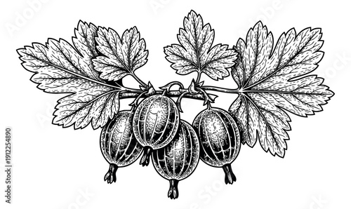 Hand drawn line art illustration of a gooseberry branch depicting berries and leaves for food and nature themed designs