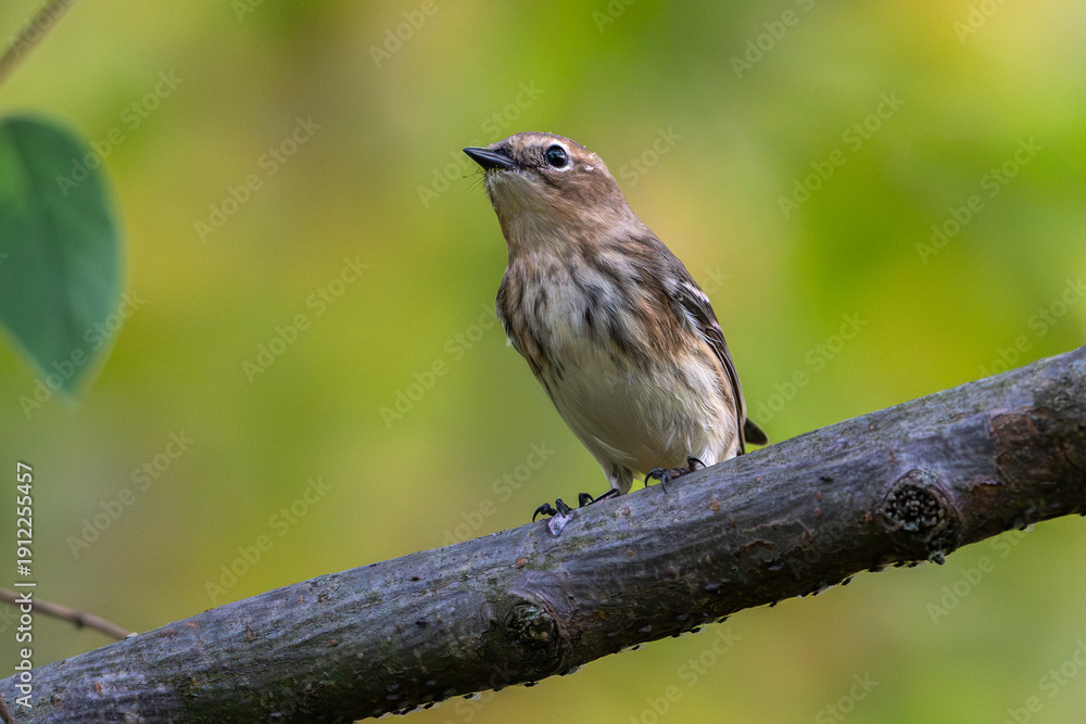 Fototapeta premium Myrtle warbler perched on a branch.