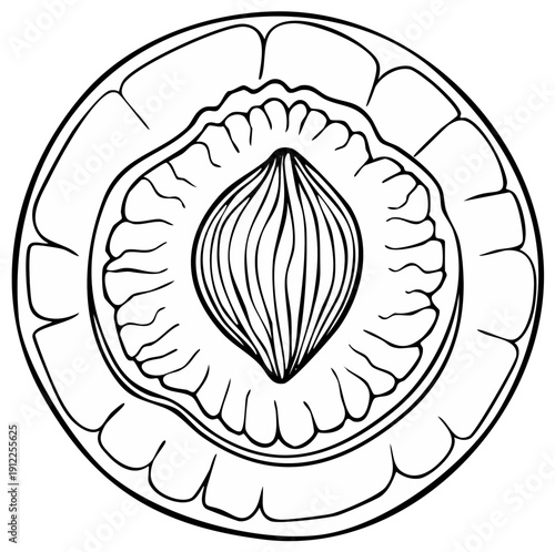 Stylized line drawing of a peach cut in half revealing its pit and flesh