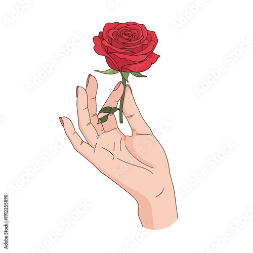 A hand delicately holding a vibrant red rose isolated on white