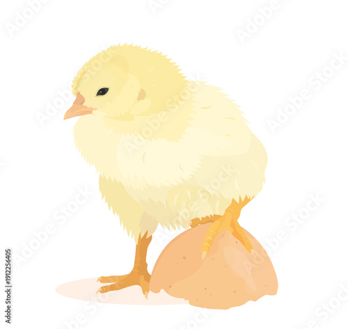 Cartoon yellow Chick with egg. Vector hand drawn farm bird illustration isolated on white. Cute little Chicken clip art.