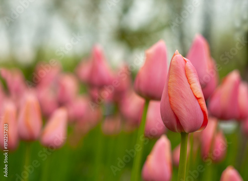 Beautiful pink tulips in a flowerbed in spring, close-up.