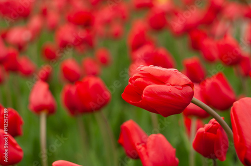Large flowerbed of red tulips with blurred background.