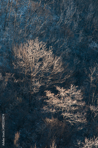 USA, California, Ukiah.  Cow Mountain Recreation Area, bare trees evidence of previous forest fire in the area.