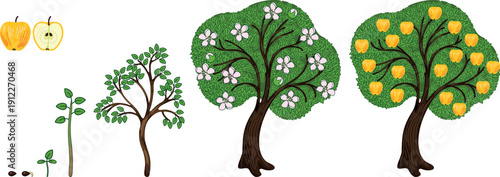 Life cycle of apple tree (Malus domestica). Stages of growth from seed and sprout to mature plant with ripe yellow fruits