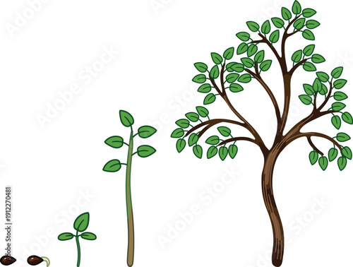 Life cycle of a deciduous tree. Stages of growth from seed and sprout to  tree with a green crown, isolated on a white background.