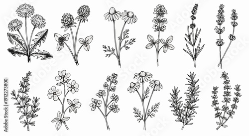 Hand-drawn botanical illustration set featuring vintage black and white line art sketches of medicinal herbs, wildflowers, and aromatic plants like chamomile, lavender, and dandelion for natural and o