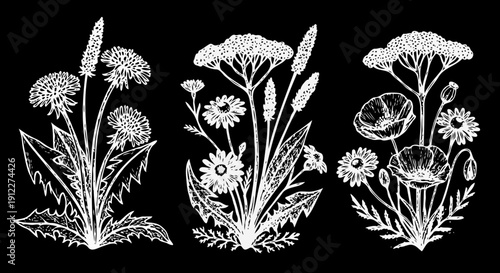 Hand-drawn botanical illustration of wild meadow flowers and weeds including dandelions, poppies, daisies, and yarrow, sketched in white chalk on a dark chalkboard background, featuring a vintage rust