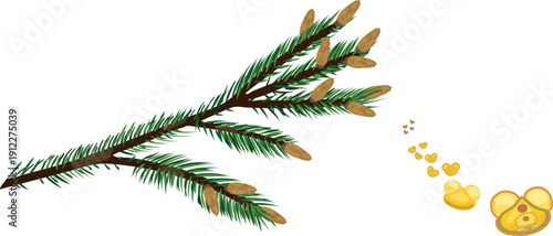 Spruce tree branch with male spruce cones and flying pollen grains of gymnosperm with two sac wing isolated on white background