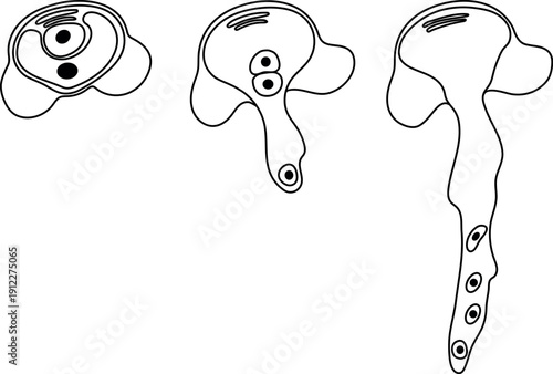 Coloring page with pollen germination and pollen tube growth in gymnosperms.