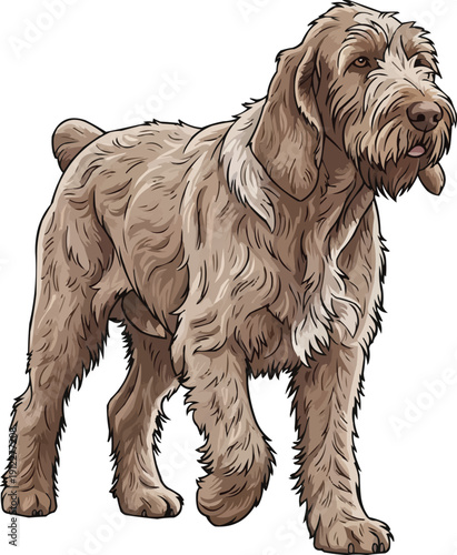 Spinone Italiano Dog walking forward relaxed movement illustration