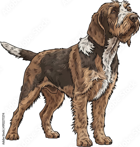 Spinone Italiano Dog looking up companion stance 