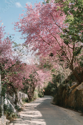 Beautiful natural landscape of a wild pink cherry blossom tree blooming in the misty green mountains of Da Lat Vietnam