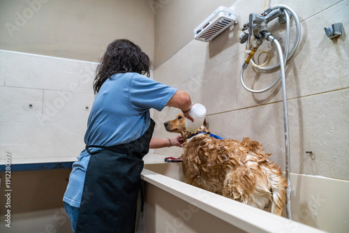 Pet groomer bathing golden retriever in professional tub