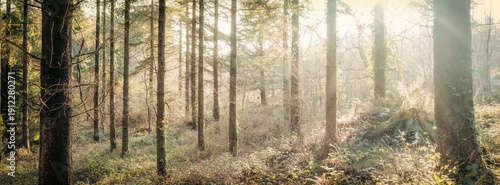 autumn woodland at Idless cornwall uk 