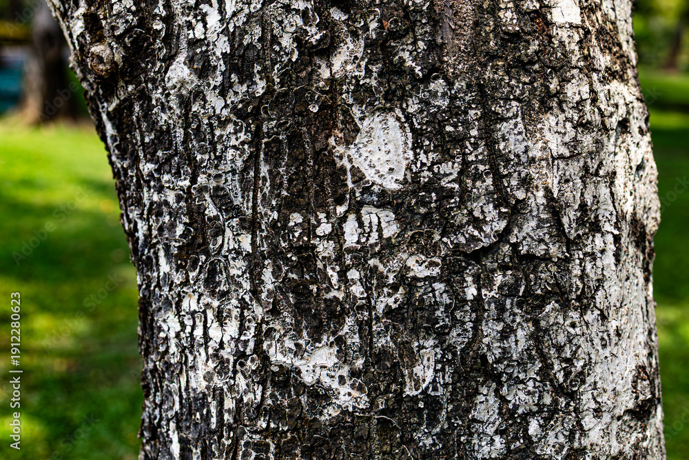 Fototapeta premium Natural mottled tree bark with white and gray patches on a thick trunk in a sunlit public park.