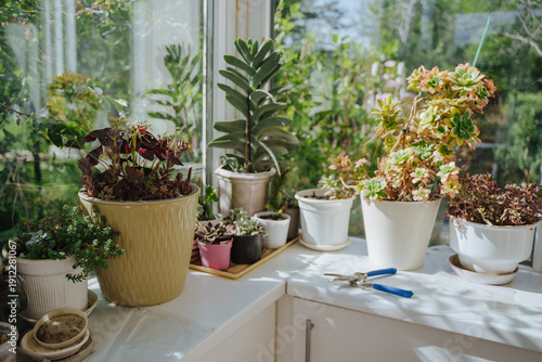 Fotografi Indoor plants on a white bedside table