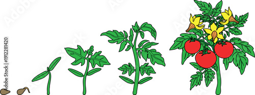 Life cycle of tomato plant development from seed and sprout to fruiting plant with ripe red fruits and yellow flowers. Growth stages of tomato plant isolated on white background