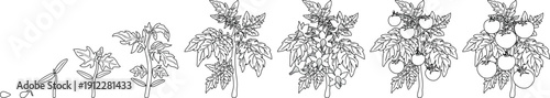 Coloring page with life cycle of tomato plant development from seed and sprout to fruiting plant. Growth stages of tomato plant isolated on white background
