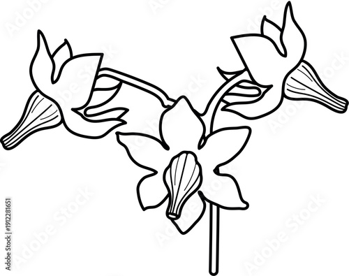 Coloring page with flower of tomato plant isolated on white background