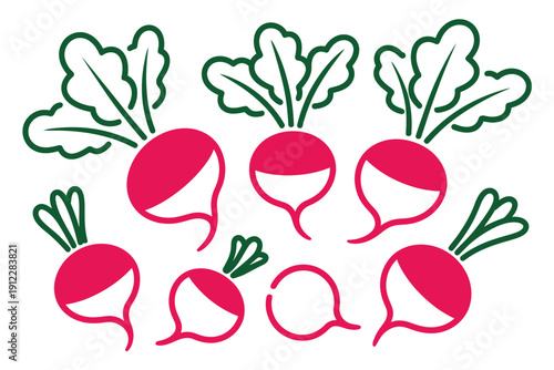 A collection of radish illustrations shows root vegetables with vibrant pink bulbs.