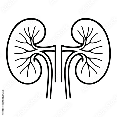 Anatomical Human Kidneys Vector Illustration - Detailed Nephrology and Renal System Diagram for Medical Use. Modern Black and White Line Art Symbol of Filtration and Urinary Health.