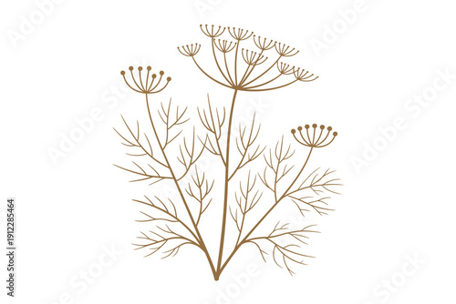 Stylized sepia illustration of a dill plant showing delicate feathery leaves and seed.