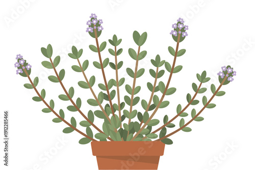 Flowering herb plant with small purple blossoms grows robustly in a simple terracotta pot.