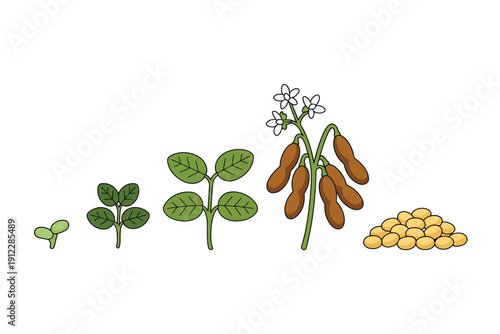 Soybean plant growth cycle illustrates stages from seedling emergence to mature.
