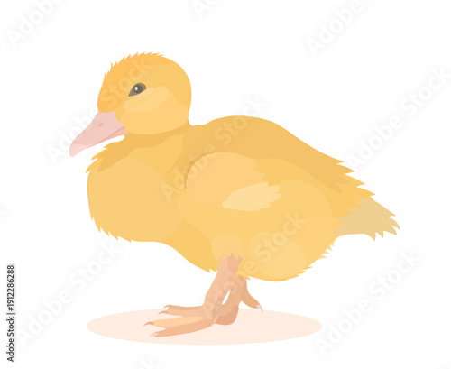 Cartoon yellow Duckling. Vector hand drawn farm bird illustration isolated on white. Cute little Duck clip art.