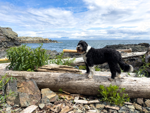 Dog standing on a log by the seashore in the Pacific Northwest