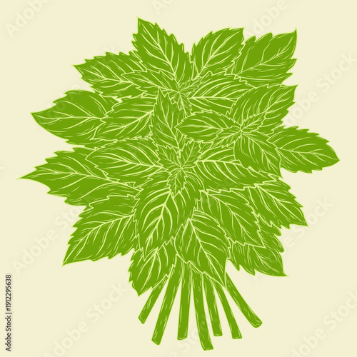 Vector illustration of a green herbal leaves bundle inspired by mint, rosemary and nettle on a beige background. Ideal for medicine, beauty, food packaging, labels and branding.