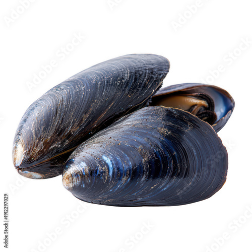 Common blue mussel isolated on a transparent background