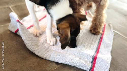 Multiple Dogs Playing Snuffle Mat Game Finding Hidden Food Using Sense of Smell Indoors