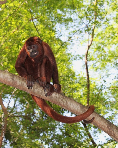 Photography Red Howler Monkey Alouatta seniculus with thick reddish brown fur and long prehensile tail sitting on tree branch in tropical rainforest canopy