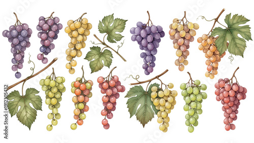 A charming watercolor collection of vineyard grape clusters, including purple, green, and golden grape bunches, textured vine leaves with curling tendrils.