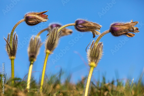 Pasqueflowers pulsatilla grandis greater pasqueflower