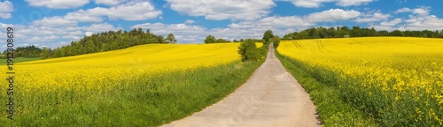 Field rapeseed canola colza brassica napus road