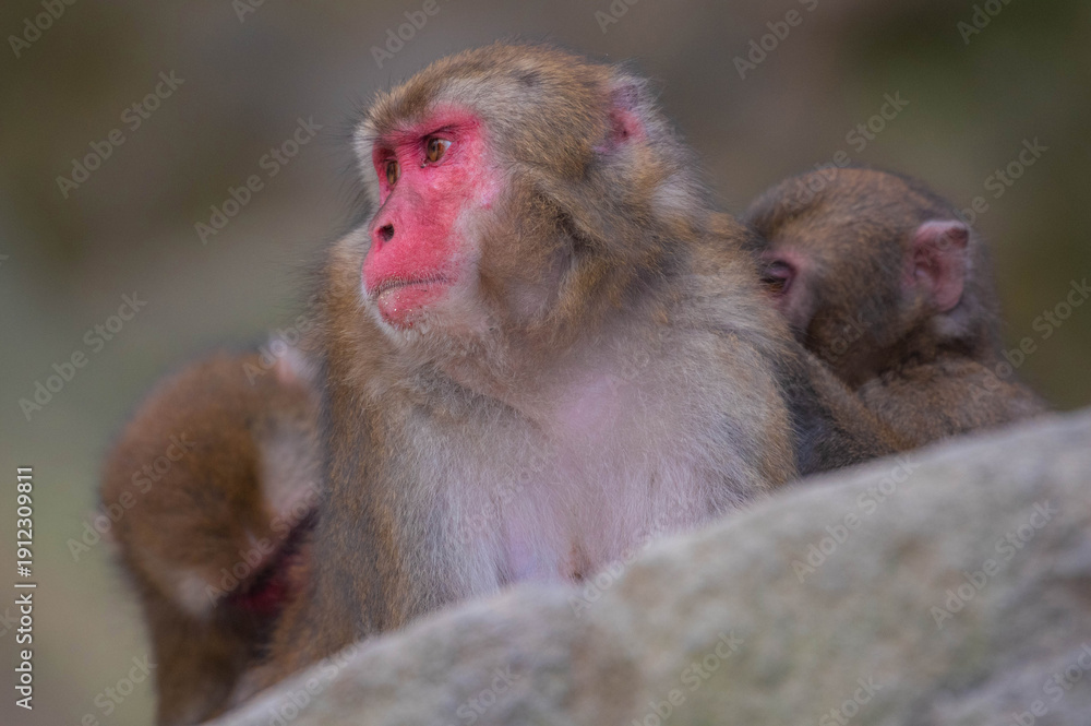 Naklejka premium 高崎山自然動物園のニホンザル