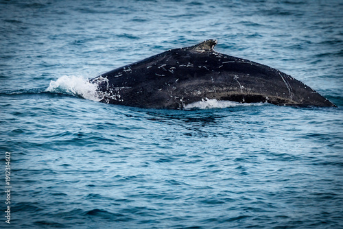 Humpback Arching