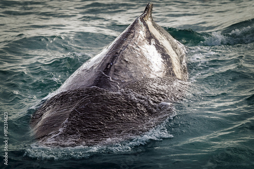 Humpback Dorsal