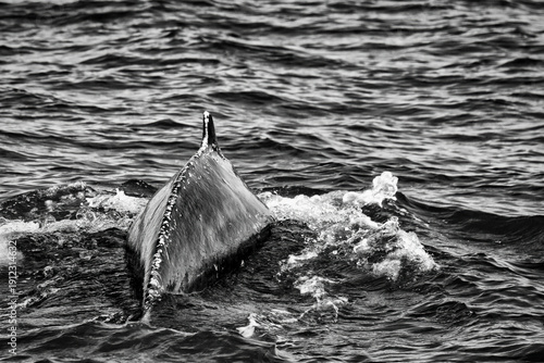 Humpback in the Atlantic