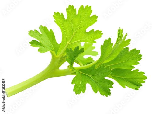 A detailed view of a plant with vibrant green leaves
