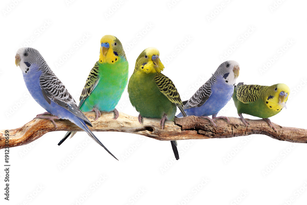 Obraz premium Budgerigar parrots sitting on branch against white background. Feathered pet