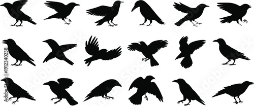 Collection of crow and raven silhouettes in flying and perched poses isolated on white background bird vector illustration set