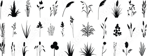 Collection of grass and wild plant silhouettes including reeds, wheat and meadow herbs isolated on white background botanical vector set
