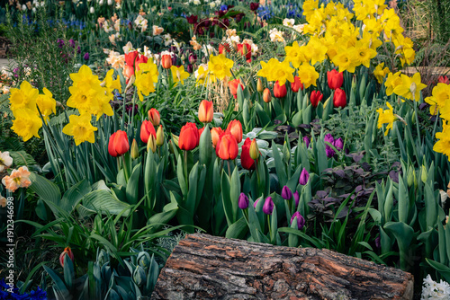 Fotografie Mixed spring garden display with bright yellow daffodils, red and orange tulips, and purple pansy accents