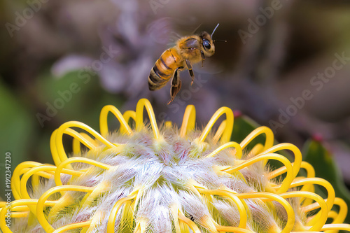 Honey bee flying off a unique yellow flower.