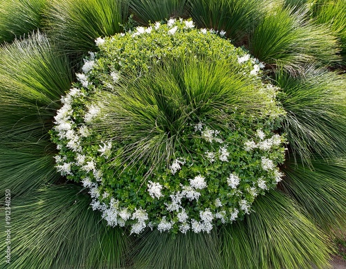 round vibrant green shrub with small white flowers dense foliage top down view